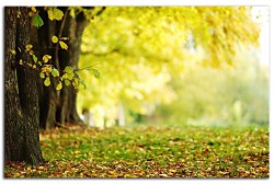 Obraz na stenu ZS - bez pomeru strán